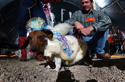 dog-halloween037