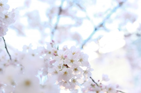 Flower-1 Flower-1
