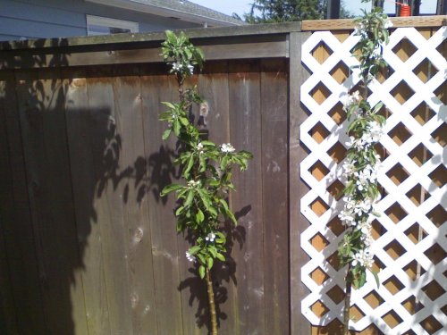 appletrees