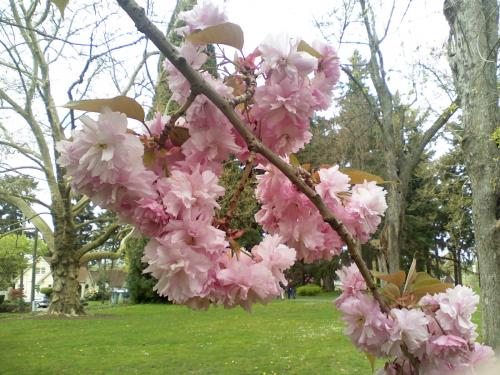 cherryblossomsbranch