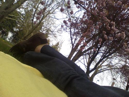 cherryblossomsnappin