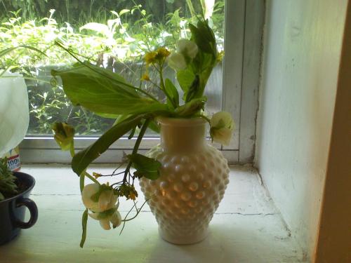 edibleswindow