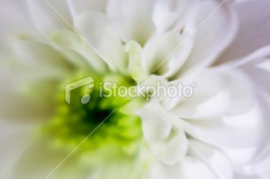 ist2_12026830-soft-focus-green-and-white-flower-macro-close-up