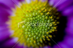 ist2_12026893-close-up-macro-of-a-green-purple-gerbera-flower