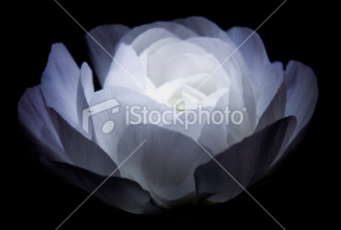 ist2_12406219-white-flower-on-black-lit-from-above