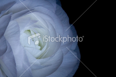 ist2_12406388-beautiful-white-flower-on-black-background