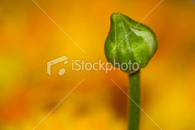 ist2_12406444-green-flower-bud-on-orange-background