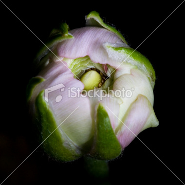 ist2_12406844-macro-close-up-of-peony-flower-bud