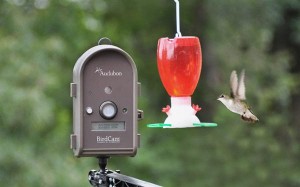 WSCA03hummingbird Audobon BirdCam