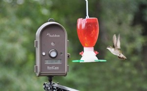 Audobon BirdCam