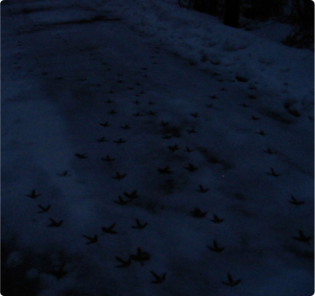 Crow_tracks_dark2