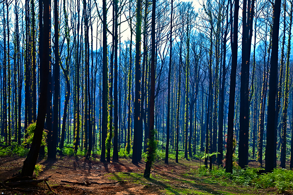 Burnt Trees and Regrowth_Yarra Ranges_MG_1154 Canon 5D Mark II camera and Canon 24-105mm f4 L series USM lens @ 55mm Exposure Details: 1/25 second @ f8 ISO 200