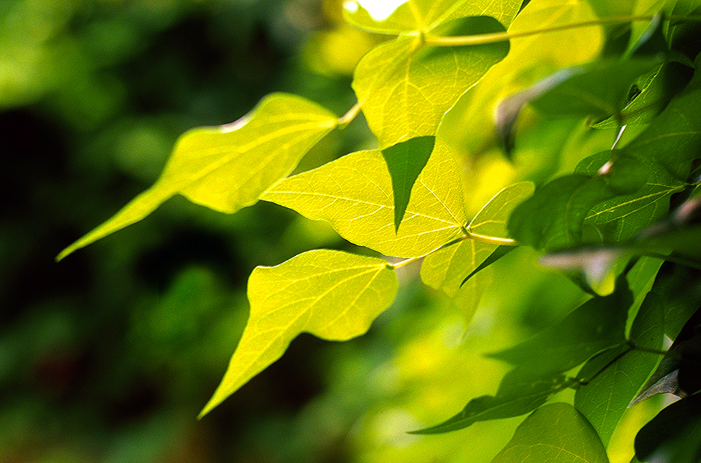 Sunlit Leaves Leica R8 camera and Leica 90mm f2 Summicron R series lens with Fuji Velvia 100F film