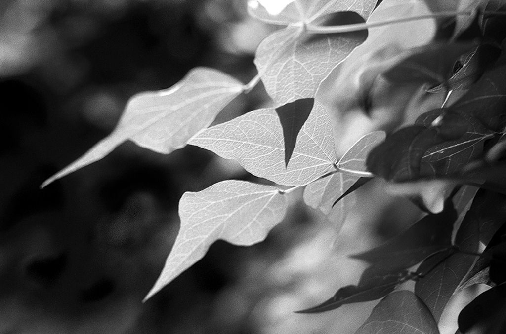 Sunlit Leaves_BW Leica R8 camera and Leica 90mm Summicron R series lens with Fuji Velvia 100F film