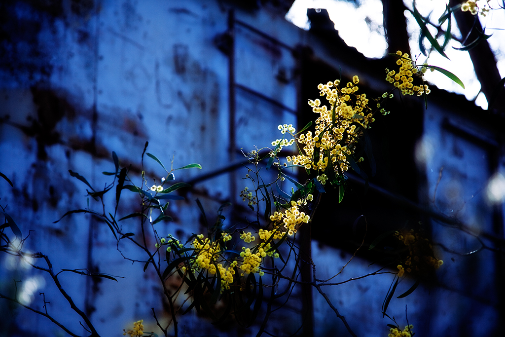 Wattle and Wall_Central Victoria Canon 5D Mark II camera and Canon 24-105mm f4 L series lens. Exposure Details: ISO