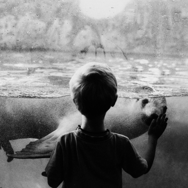 a boy and a seal
