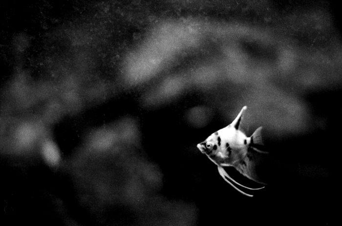 fish
