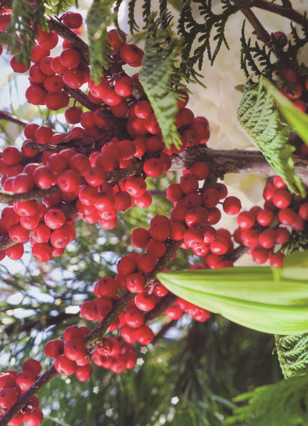Red berries, etc. web