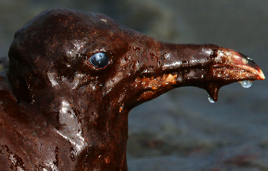 laughingGull