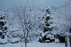 Birds in the tree