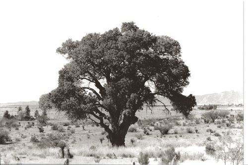 Lunch Tree