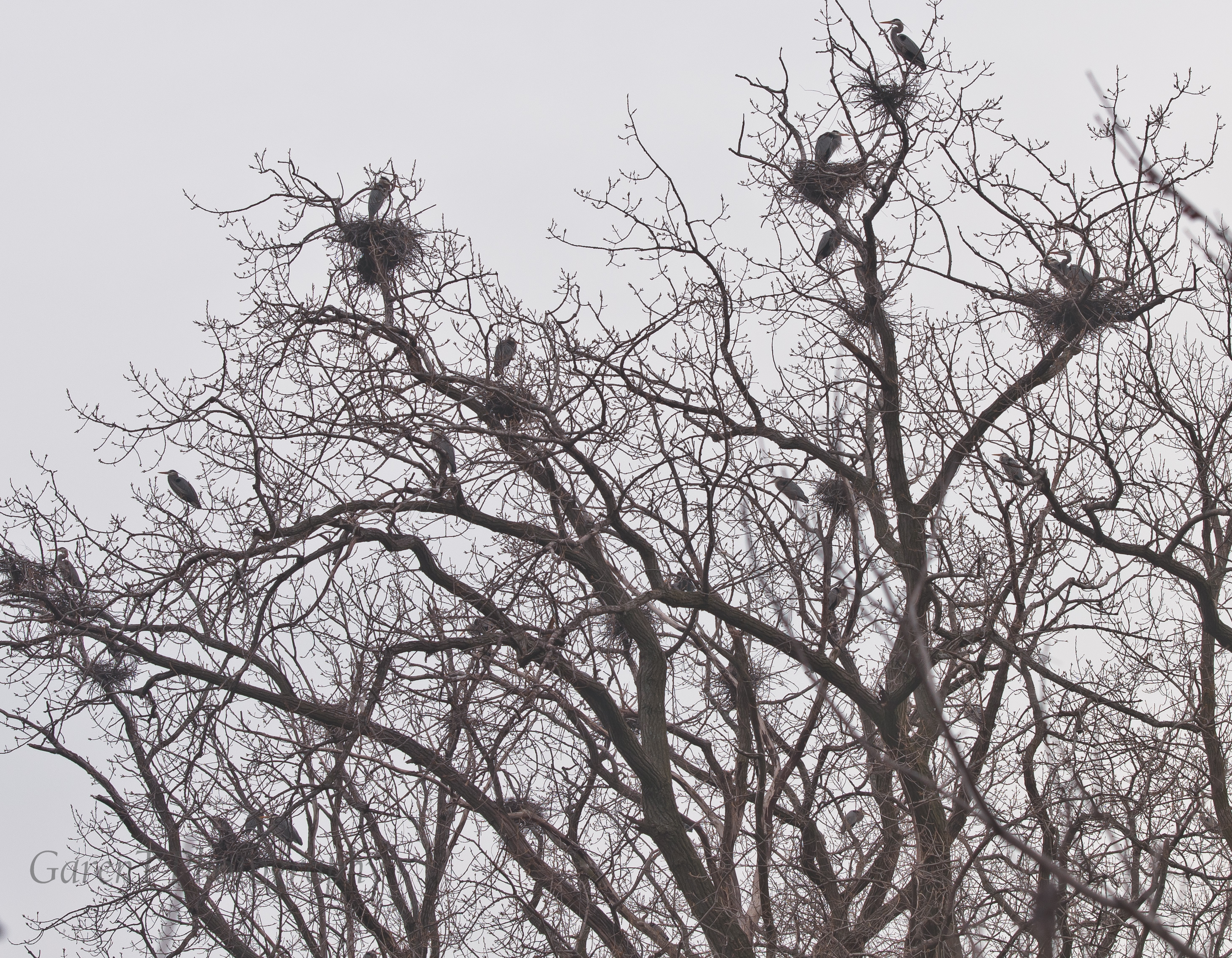 herons-2