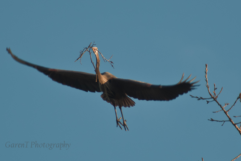more herons-2