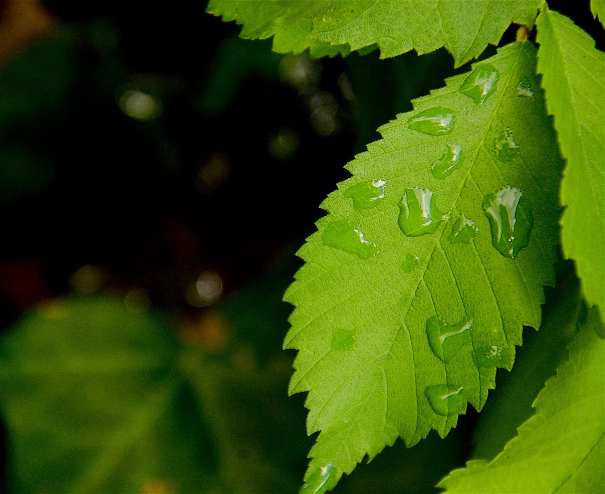 Dew droplets2 Dew droplets2