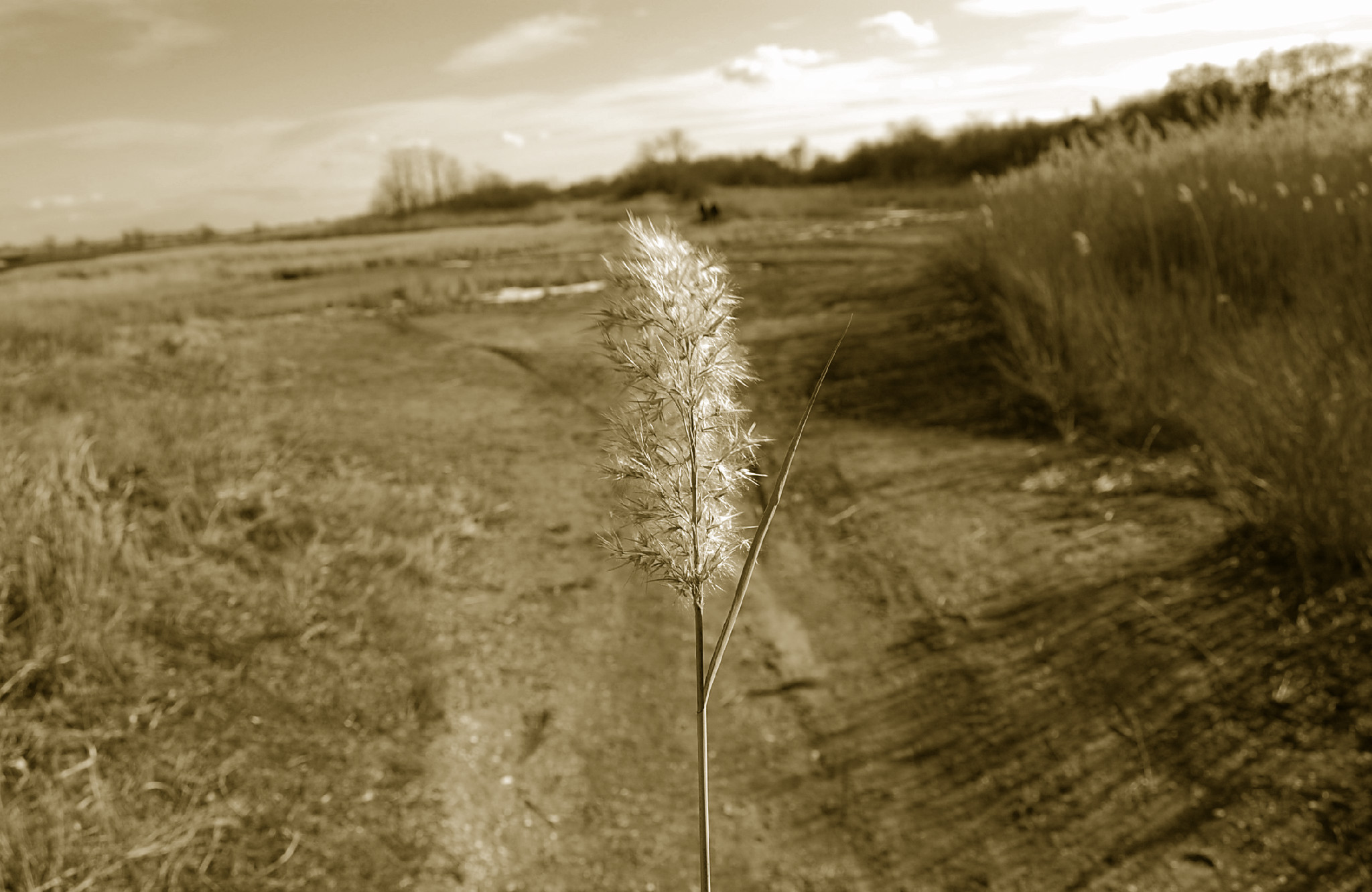 Sepia Weeds Sepia Weeds