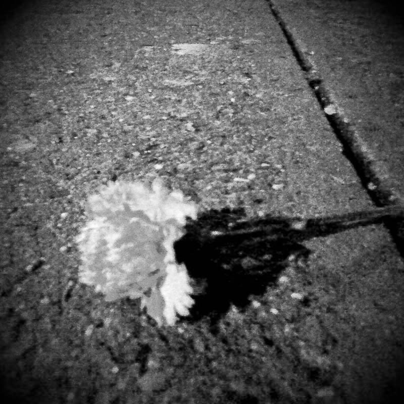 Concrete Rose
