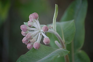 Nature walk green berry1