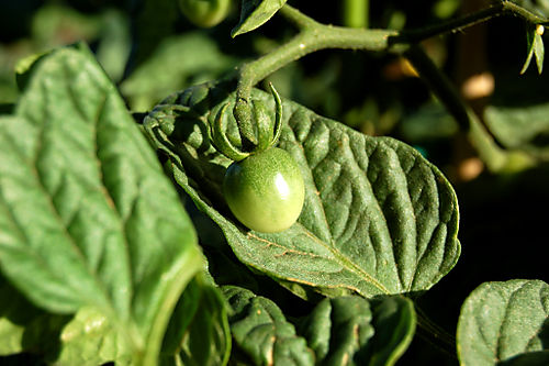 Tiny tomatoes1