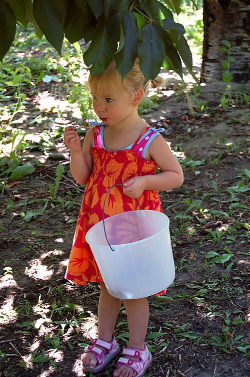 Cherry pickin laurel1