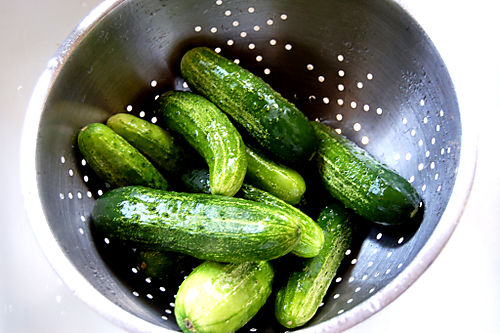 Cucumbers first harvest1