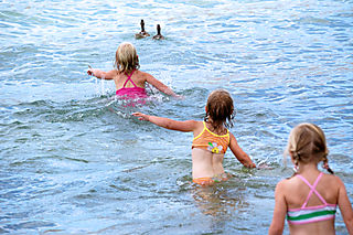 Lake chelan chasing ducks1