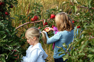 Picking apples01