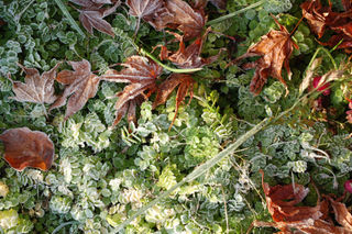 Frosted ground cover2008-11-23