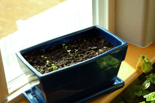 Basil growing2009-01-11