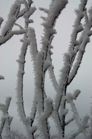 Winter whiskers2009-01-16