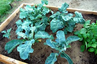 Garden tour broccoli and caulif2009-07-06