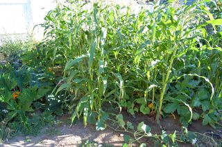 Garden corn patch 092009-08-20