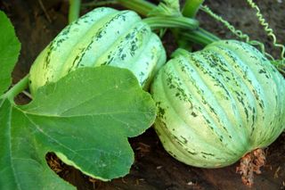 Garden squash 092009-08-20