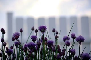 Chives and fence