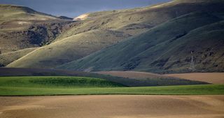 Wheat fields