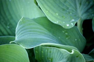 Hosta