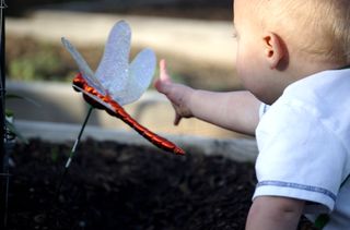 Reaching for dragonfly